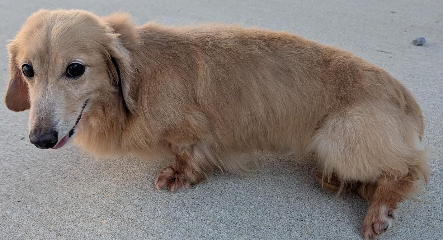 Enlarge Adam in TN, a ADOPTABLE Dachshund (Miniature Long Haired) in Shelbyville, TN image 4/6
