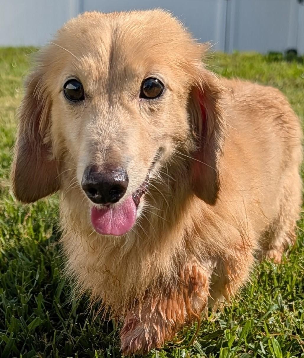 Enlarge Adam in TN, a ADOPTABLE Dachshund (Miniature Long Haired) in Shelbyville, TN image 1/6
