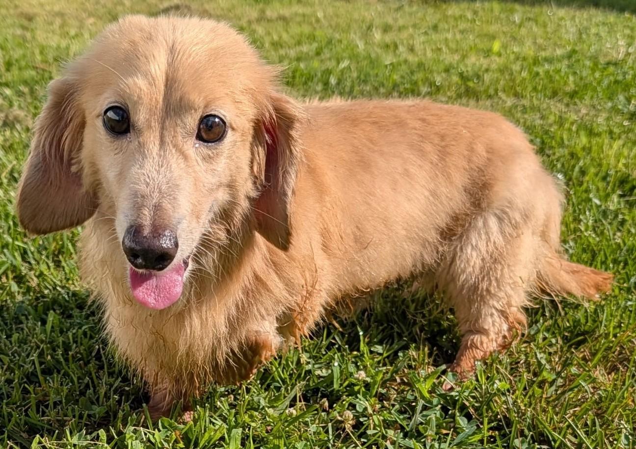 Enlarge Adam in TN, a ADOPTABLE Dachshund (Miniature Long Haired) in Shelbyville, TN image 5/6