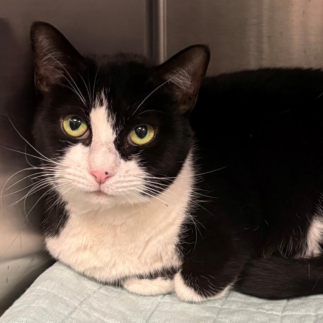 Enlarge Emmy Lou, a Adoptable Domestic Short Hair in East Hanover, NJ image 1/2