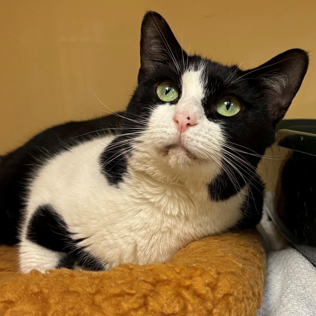 Enlarge Emmy Lou, a Adoptable Domestic Short Hair in East Hanover, NJ image 2/2