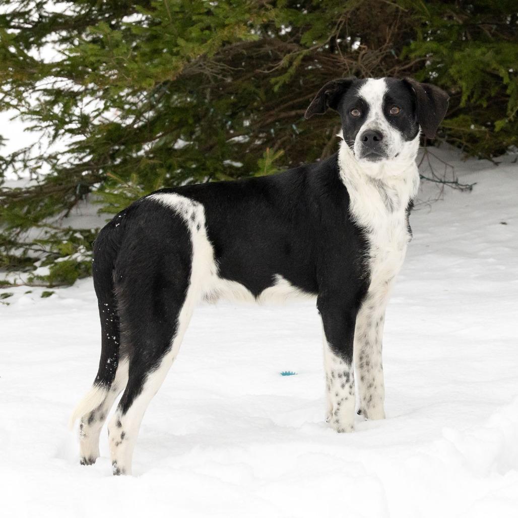 Bub, a Adoptable Mixed Breed in McKean, PA image 3/6