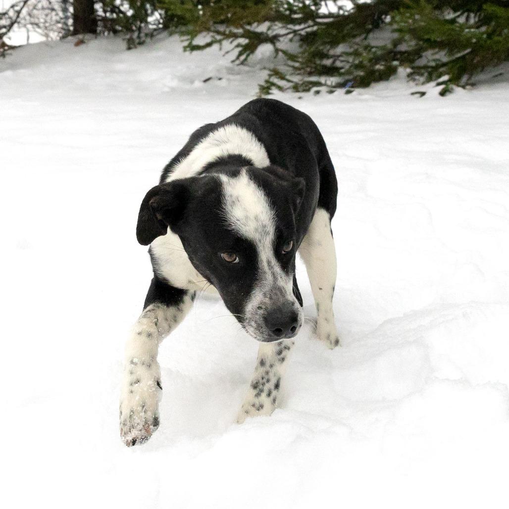 Bub, a Adoptable Mixed Breed in McKean, PA image 4/6