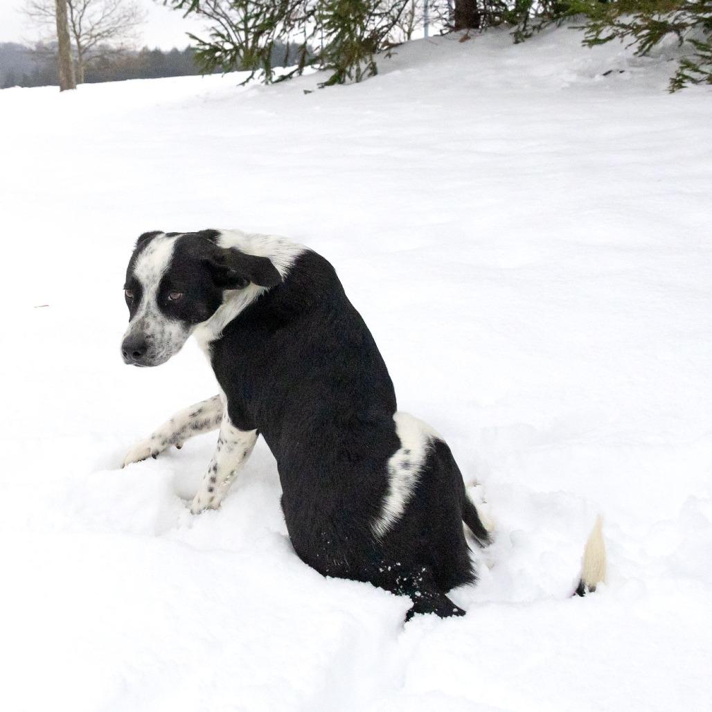 Bub, a Adoptable Mixed Breed in McKean, PA image 5/6