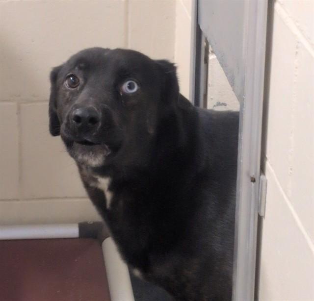 BO, Adoptable, Young Male Husky & Labrador Retriever.