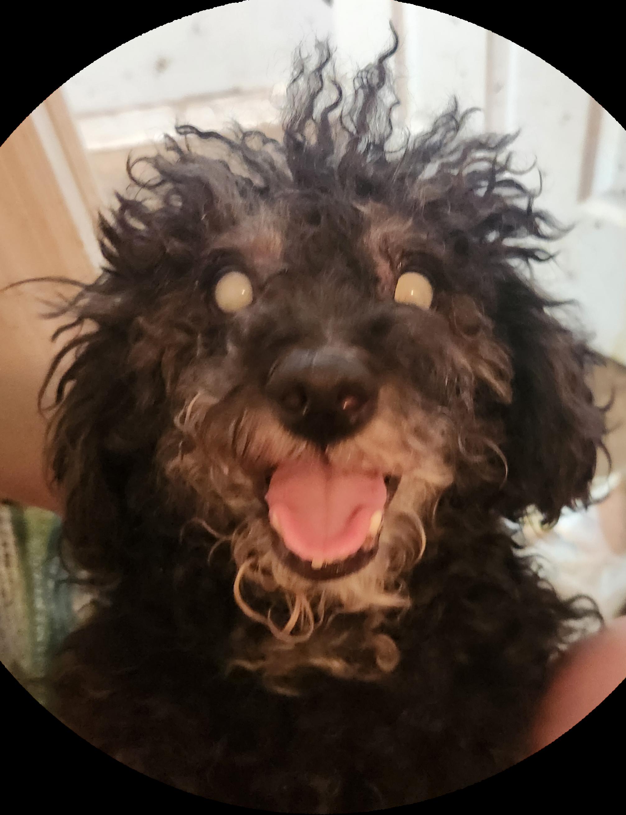 Gucci, ADOPTABLE, Senior Male Miniature Poodle.