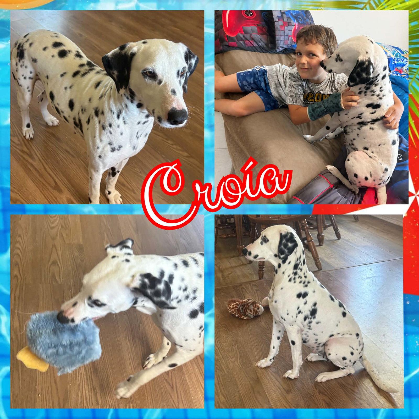 Croía, Adopted, Adult Female Dalmatian.