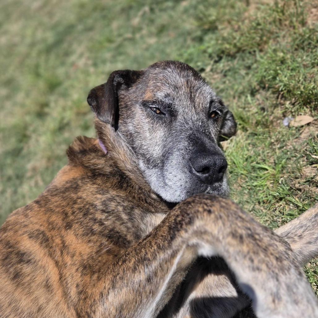 Ron Wesley, Adoptable, Senior Male Hound.