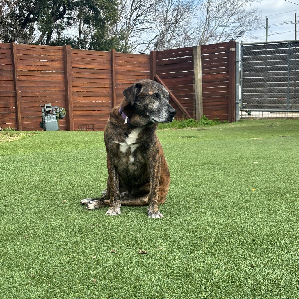 Enlarge Ron Wesley, a Adoptable mixed breed in Beaumont, TX image 2/6