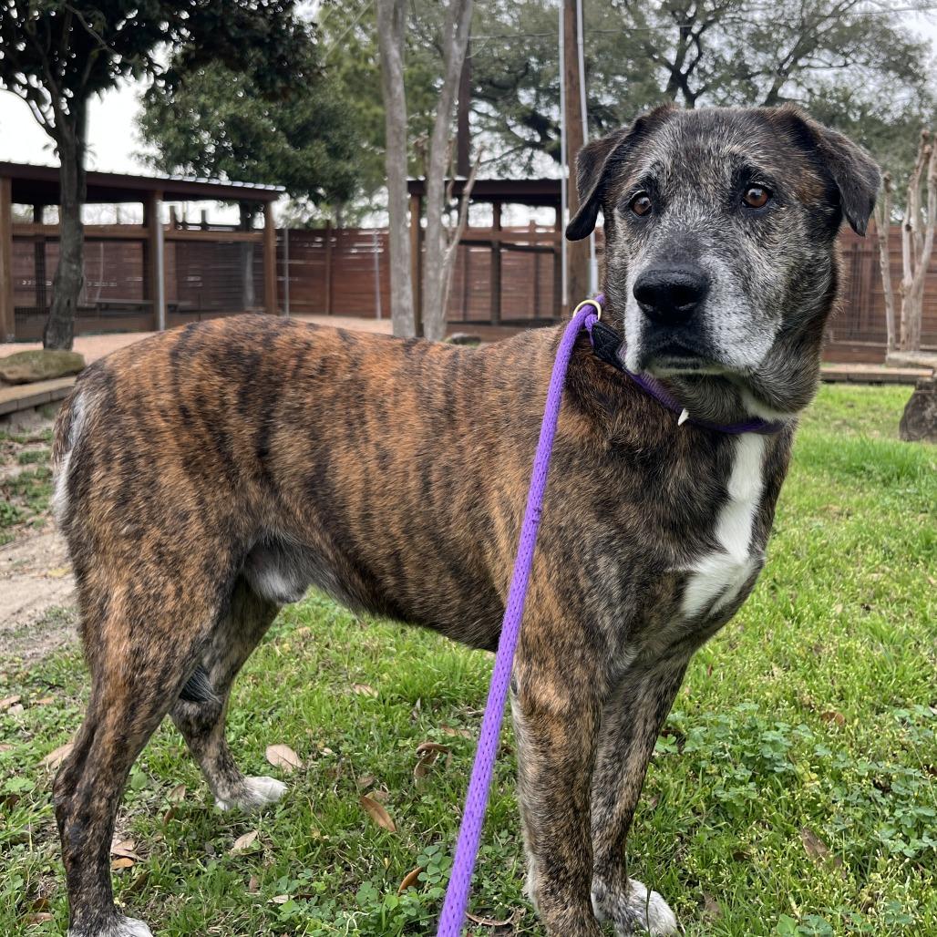 Enlarge Ron Wesley, a Adoptable mixed breed in Beaumont, TX image 3/6