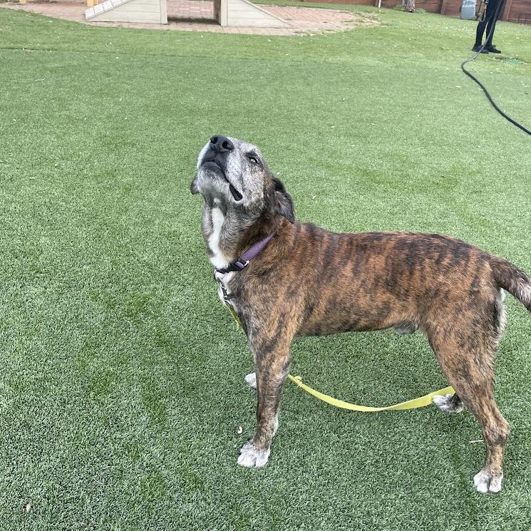 Enlarge Ron Wesley, a Adoptable mixed breed in Beaumont, TX image 4/6