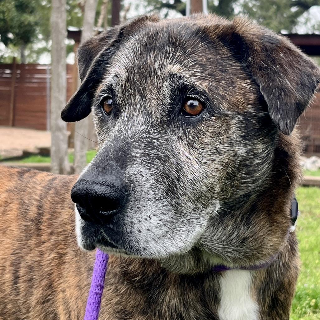 Enlarge Ron Wesley, a Adoptable mixed breed in Beaumont, TX image 5/6
