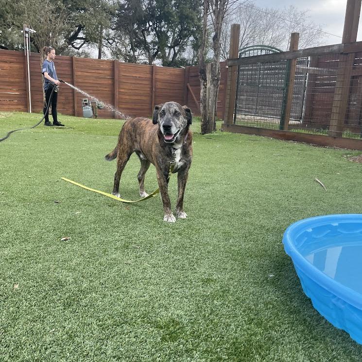 Enlarge Ron Wesley, a Adoptable mixed breed in Beaumont, TX image 6/6