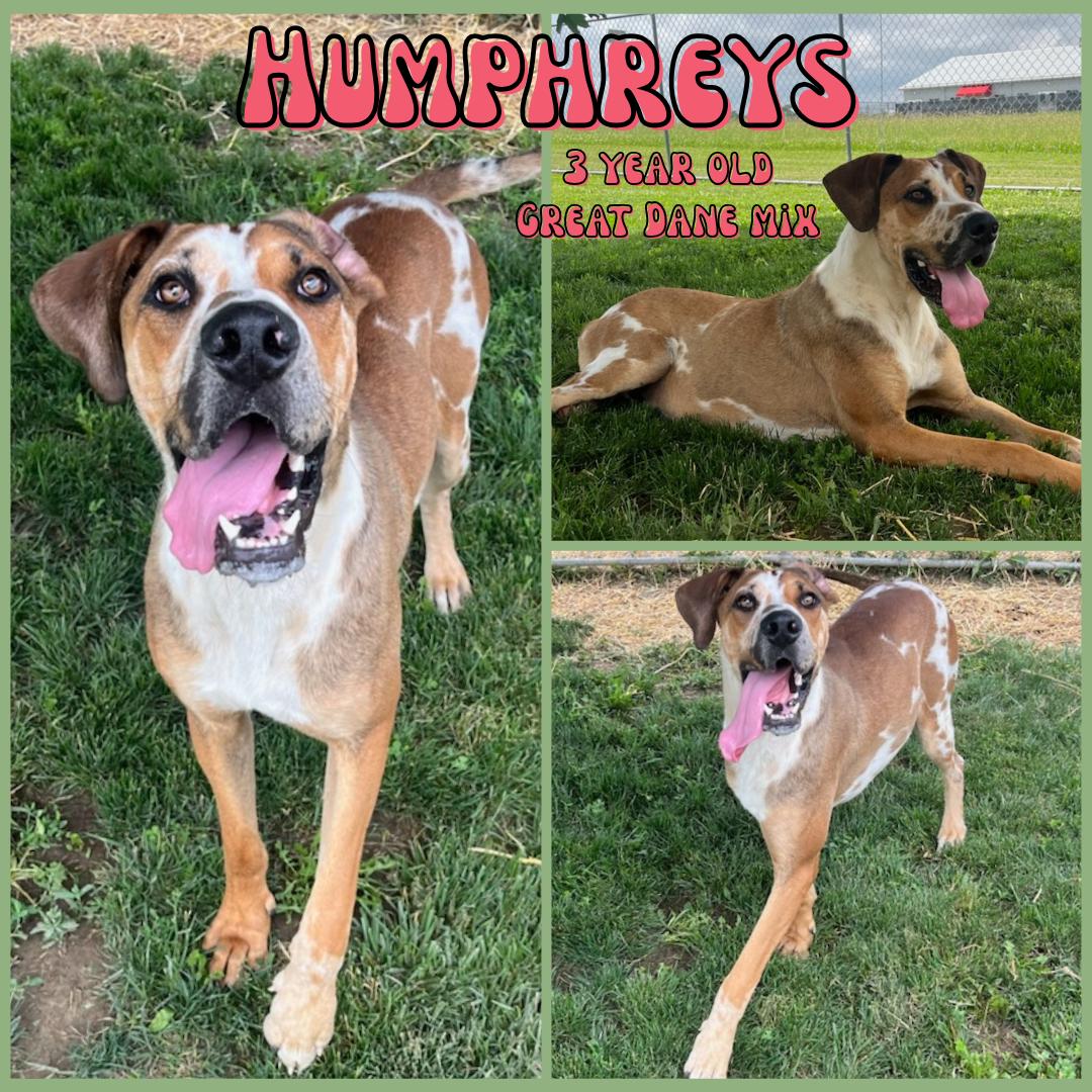 Enlarge Humphreys, a Adoptable mixed breed in Franklin, IN image 1/1