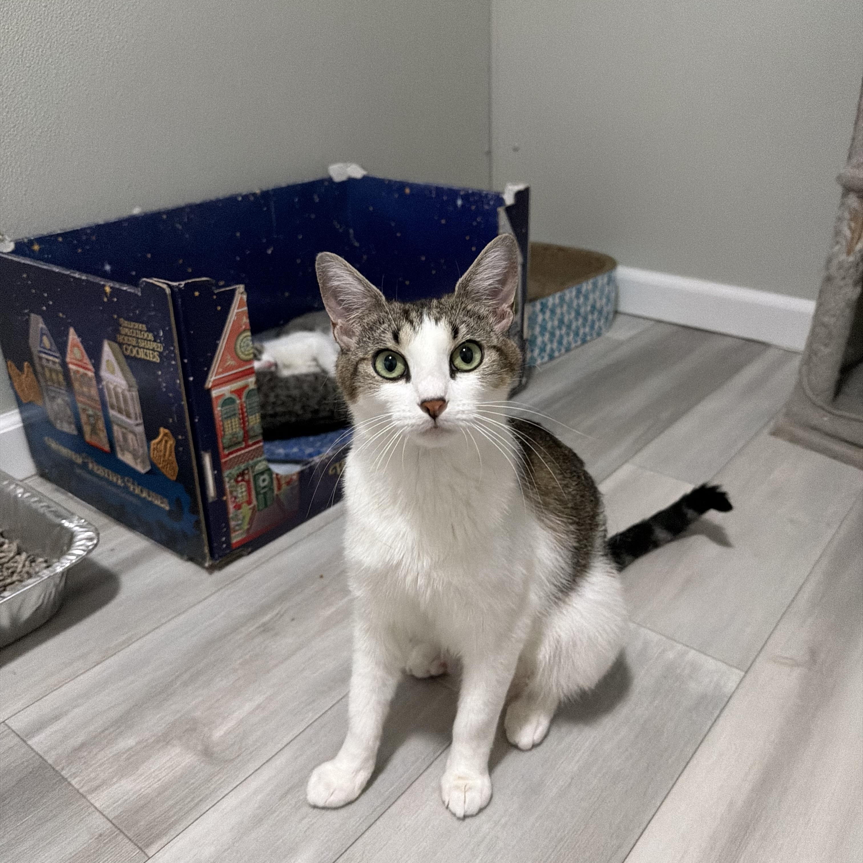 Dove, adoptable, Adult Female American Shorthair.