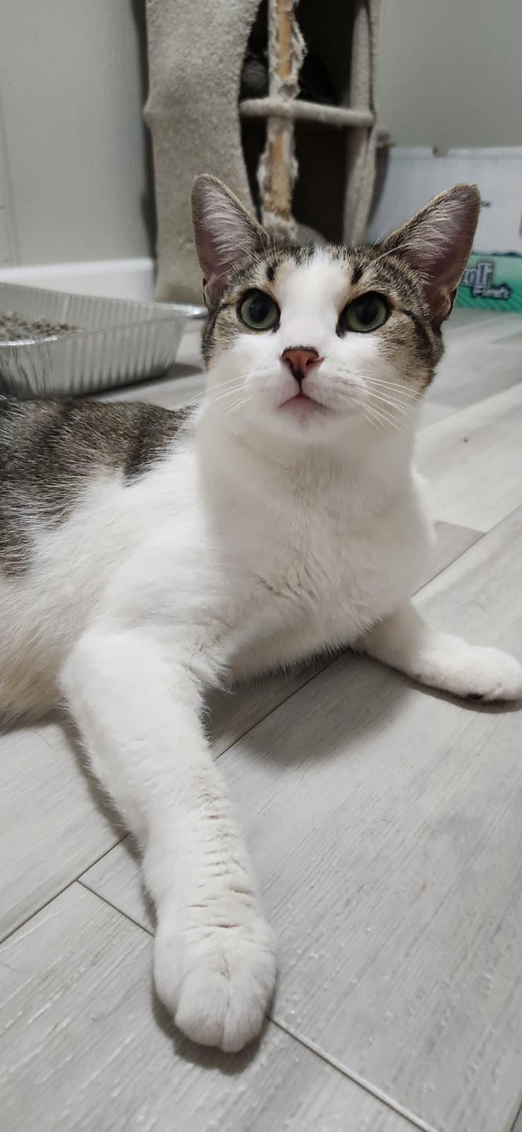 Enlarge Dove, an adoptable American Shorthair in Highland Park, NJ image 3/5