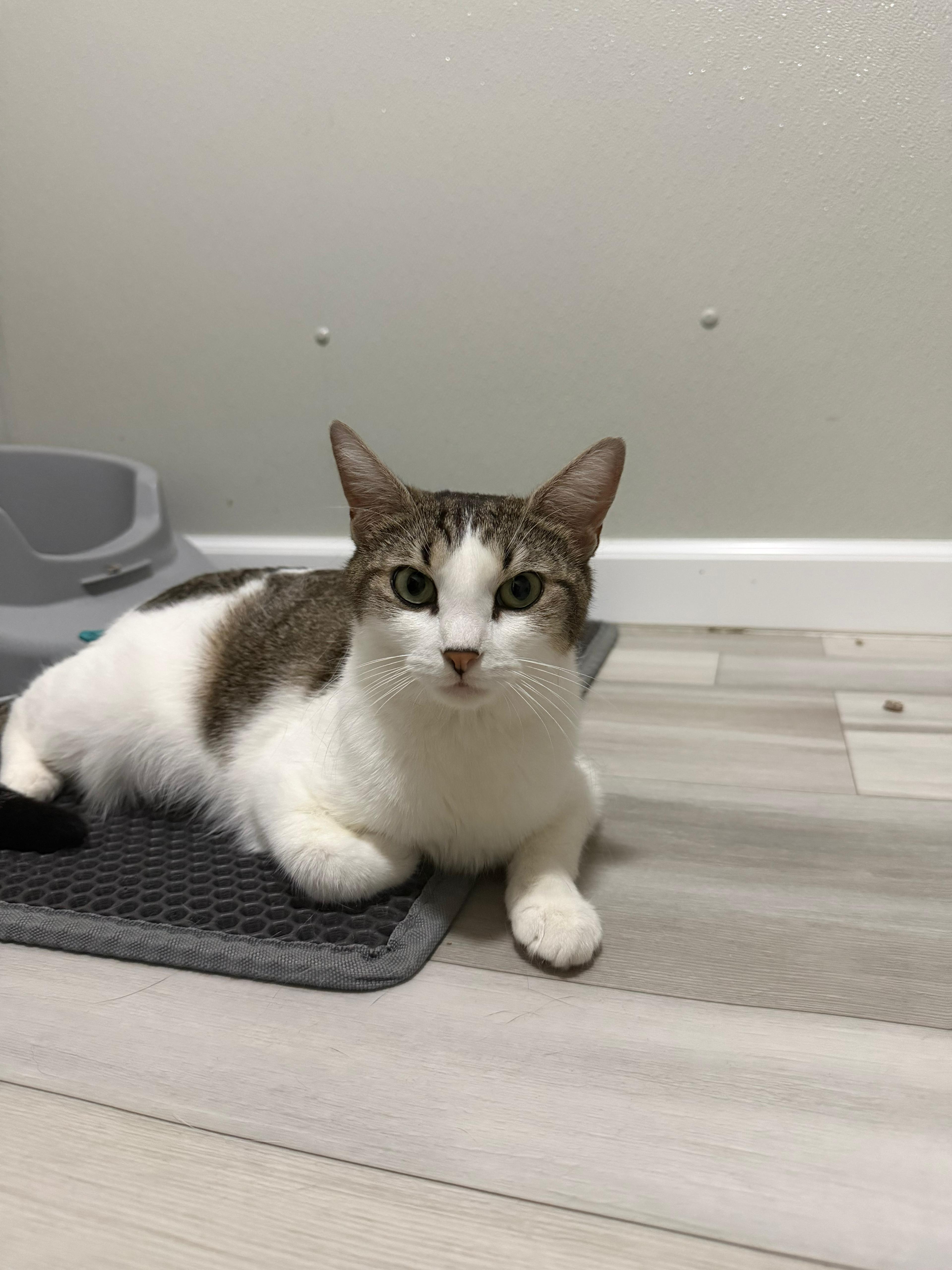Enlarge Dove, a ADOPTABLE American Shorthair in Highland Park, NJ image 1/2