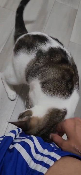 Enlarge Dove, an adoptable American Shorthair in Highland Park, NJ video 2/5