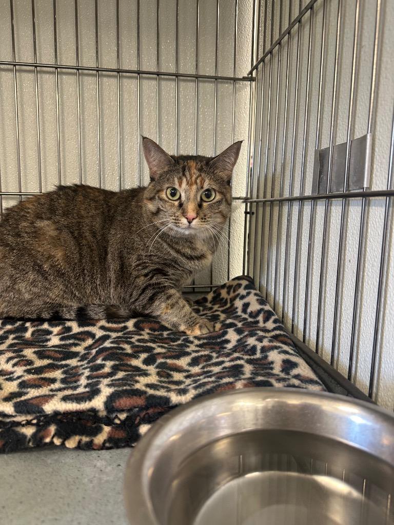 Enlarge Nezuko, a Adoptable mixed breed in Rock Springs, WY image 1/2