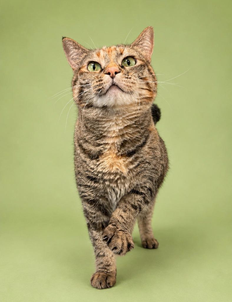 Nezuko, a Adoptable mixed breed in Rock Springs, WY image 2/3