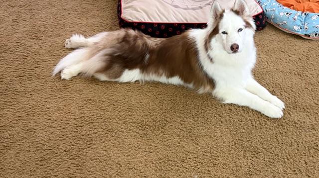 Foxy Roxy, a ADOPTABLE mixed breed in Las Vegas, NV image 2/2