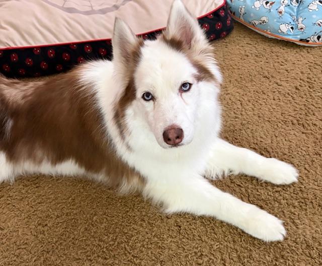 Foxy Roxy, ADOPTABLE, Adult Female Husky.