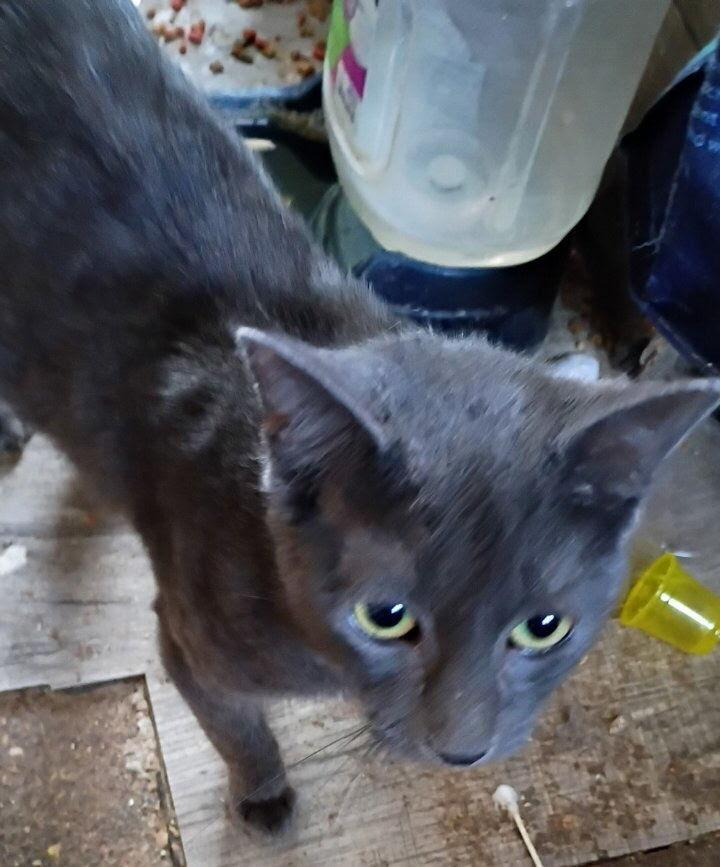 Enlarge Soup-c, a Adoptable Domestic Short Hair in Metamora, IL image 1/1