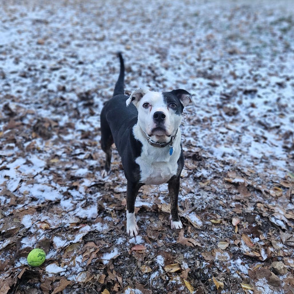 Nebula, Adoptable, Senior Female Pit Bull Terrier.