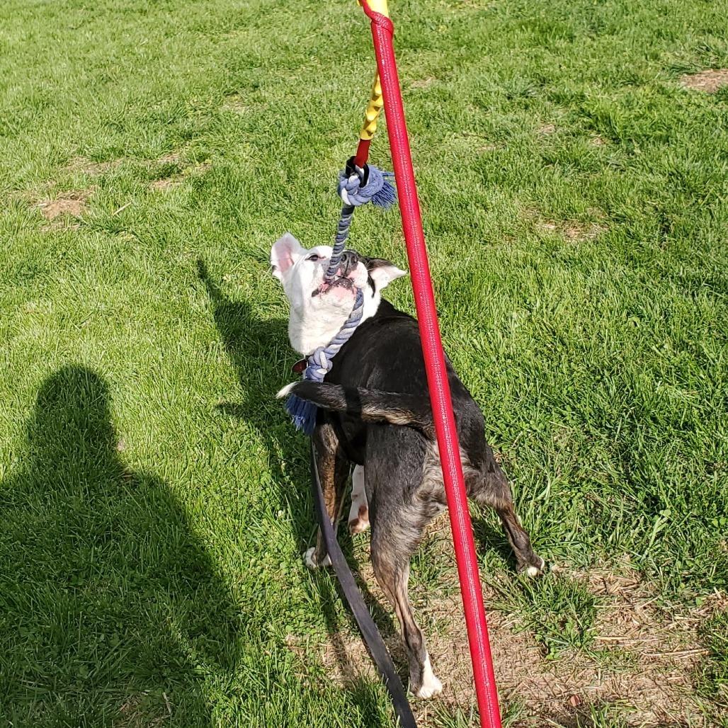Enlarge Nebula, a Adoptable Pit Bull Terrier in Springfield, MO image 2/6