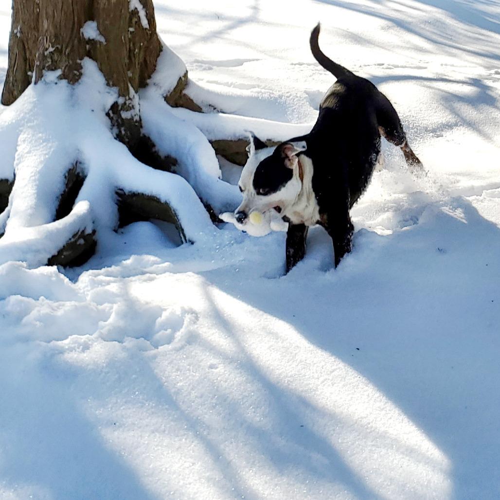 Enlarge Nebula, a Adoptable Pit Bull Terrier in Springfield, MO image 3/6