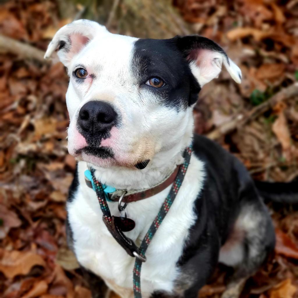 Enlarge Nebula, a Adoptable Pit Bull Terrier in Springfield, MO image 5/6