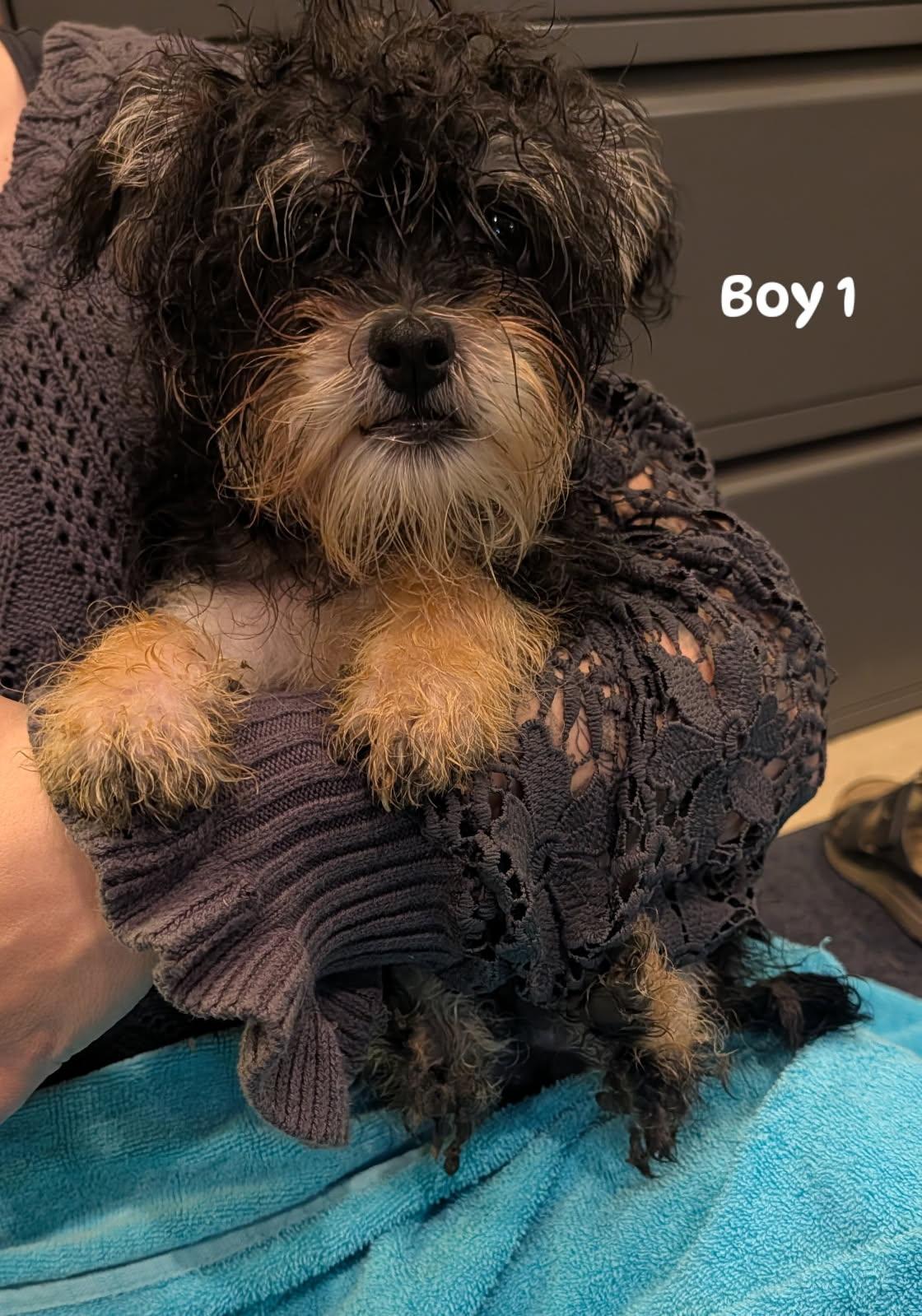 boy 1 from Cookies litter photo