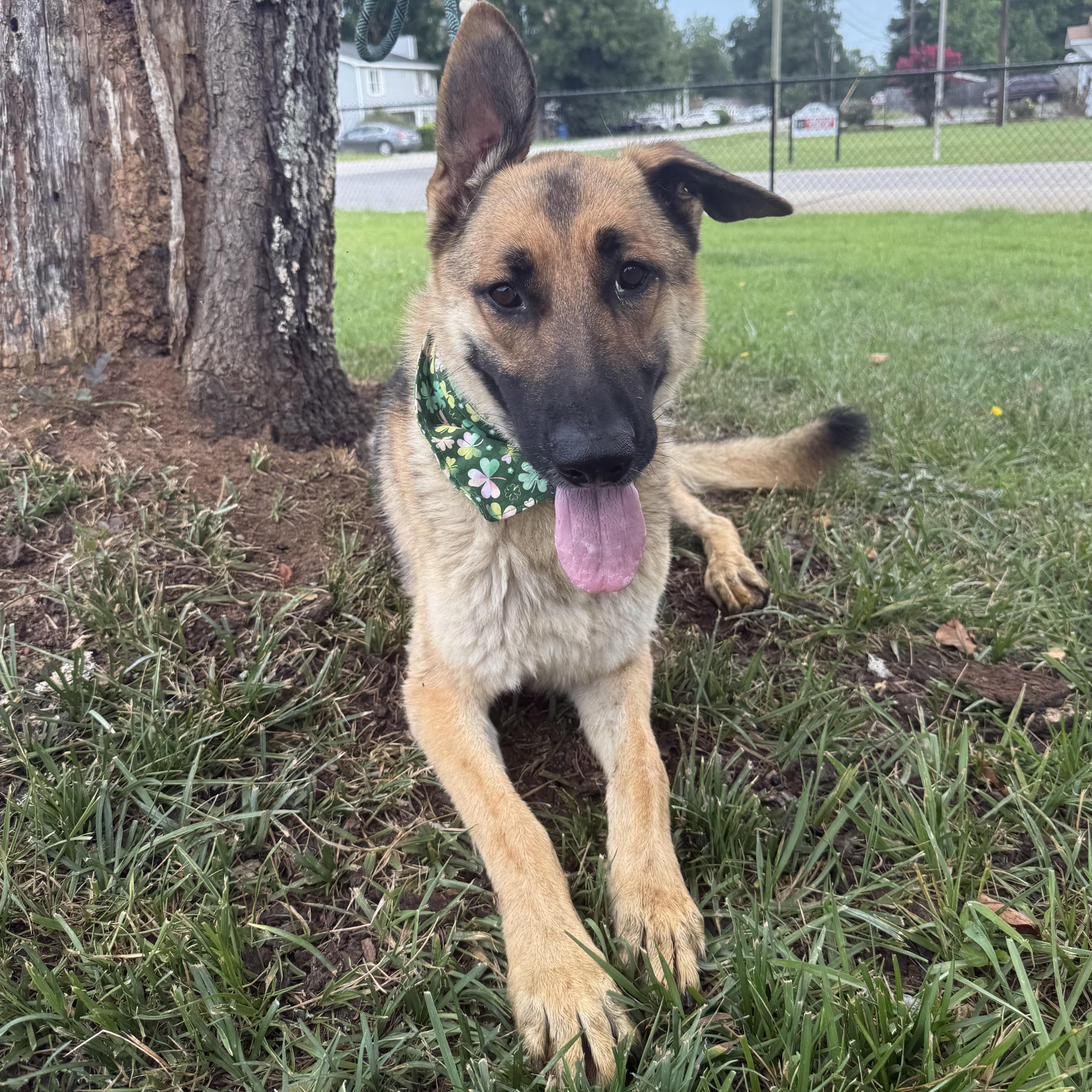 Lokei, Adoptable, Adult Male German Shepherd Dog.