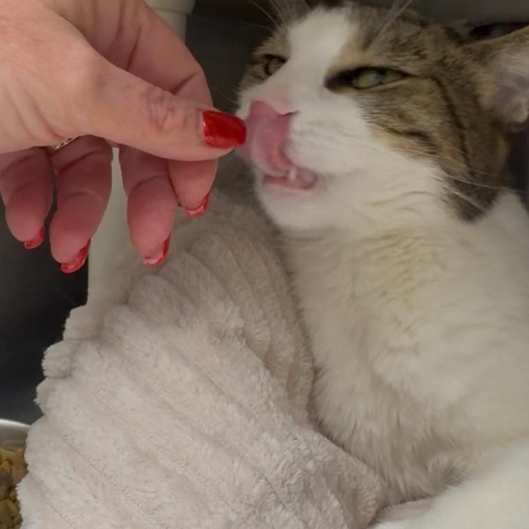 Peanut aka PeeWee, Adoptable, Adult Male Tiger & Domestic Short Hair.