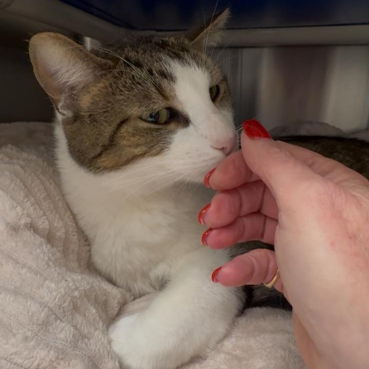 Peanut aka PeeWee, a Adoptable mixed breed in North Kingstown, RI image 2/6