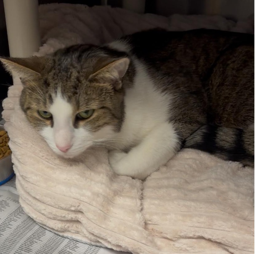 Peanut aka PeeWee, a Adoptable mixed breed in North Kingstown, RI image 3/6