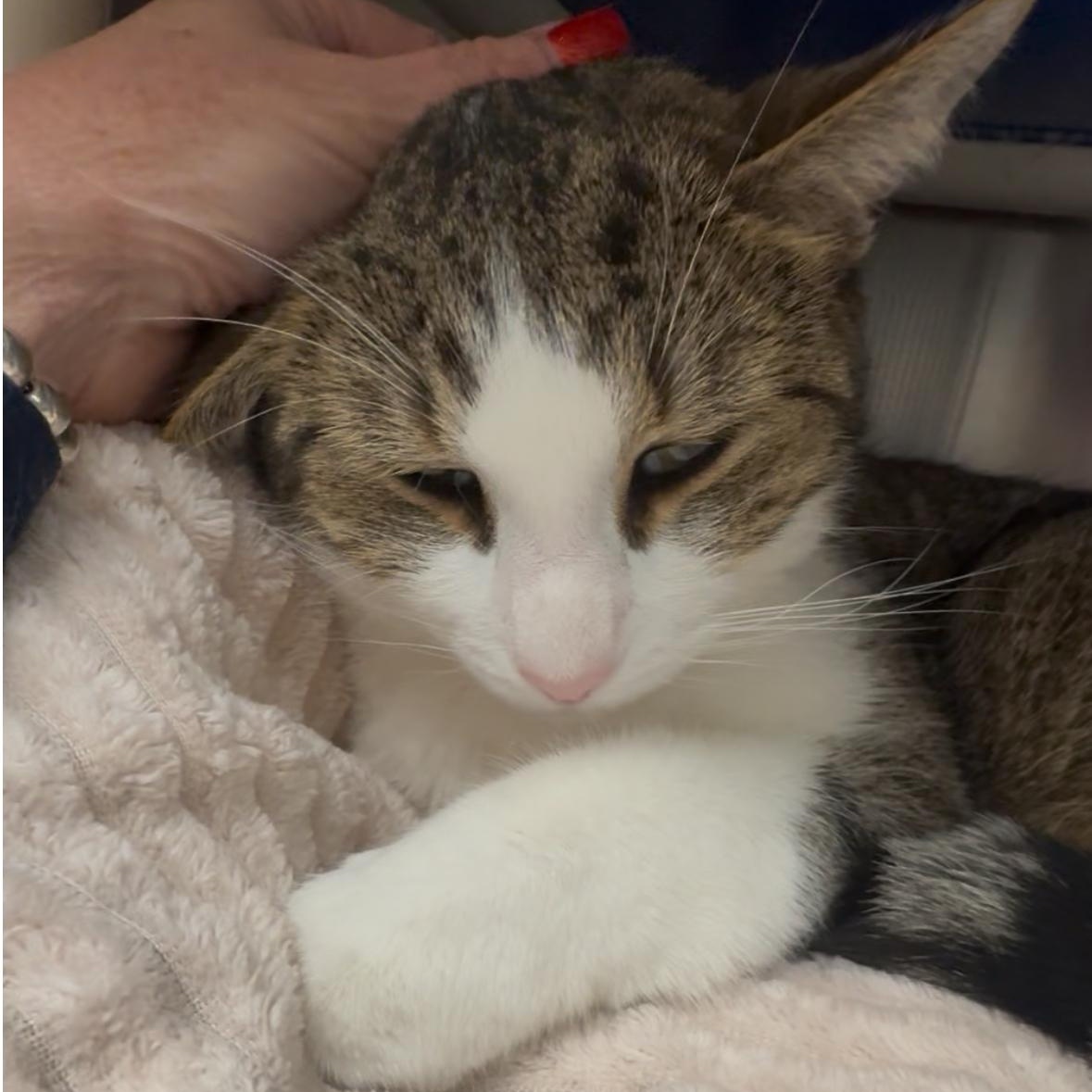 Peanut aka PeeWee, a Adoptable mixed breed in North Kingstown, RI image 4/6