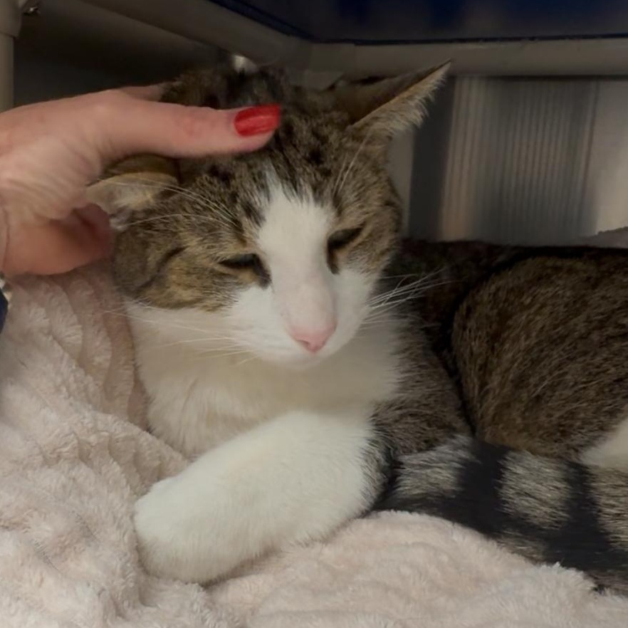 Peanut aka PeeWee, a Adoptable mixed breed in North Kingstown, RI image 5/6