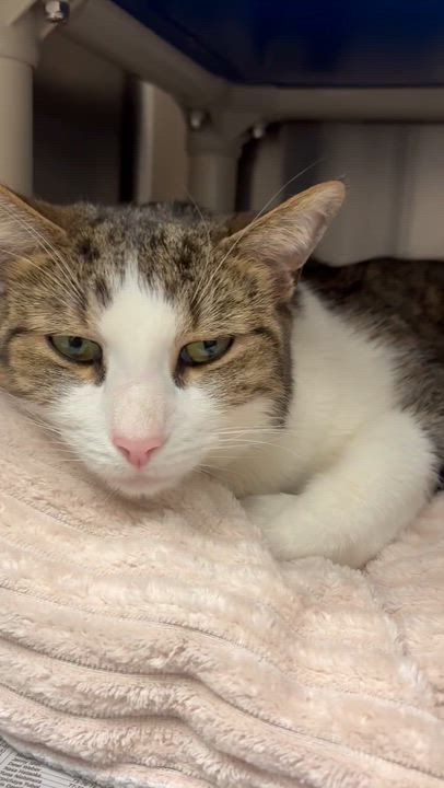 Enlarge Peanut aka PeeWee, a Adoptable mixed breed in North Kingstown, RI video 6/6