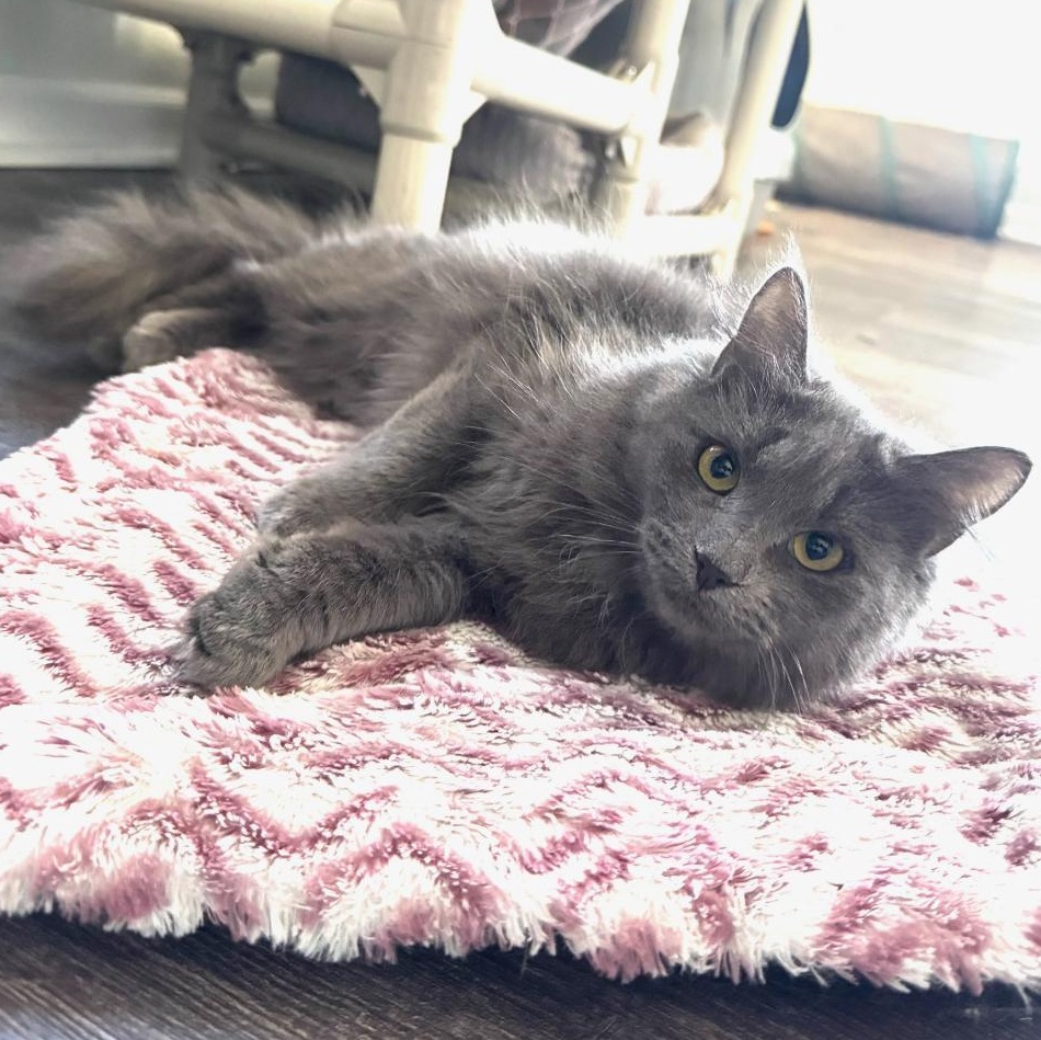 Laurel , a ADOPTABLE Domestic Long Hair in Greensburg, PA image 3/6