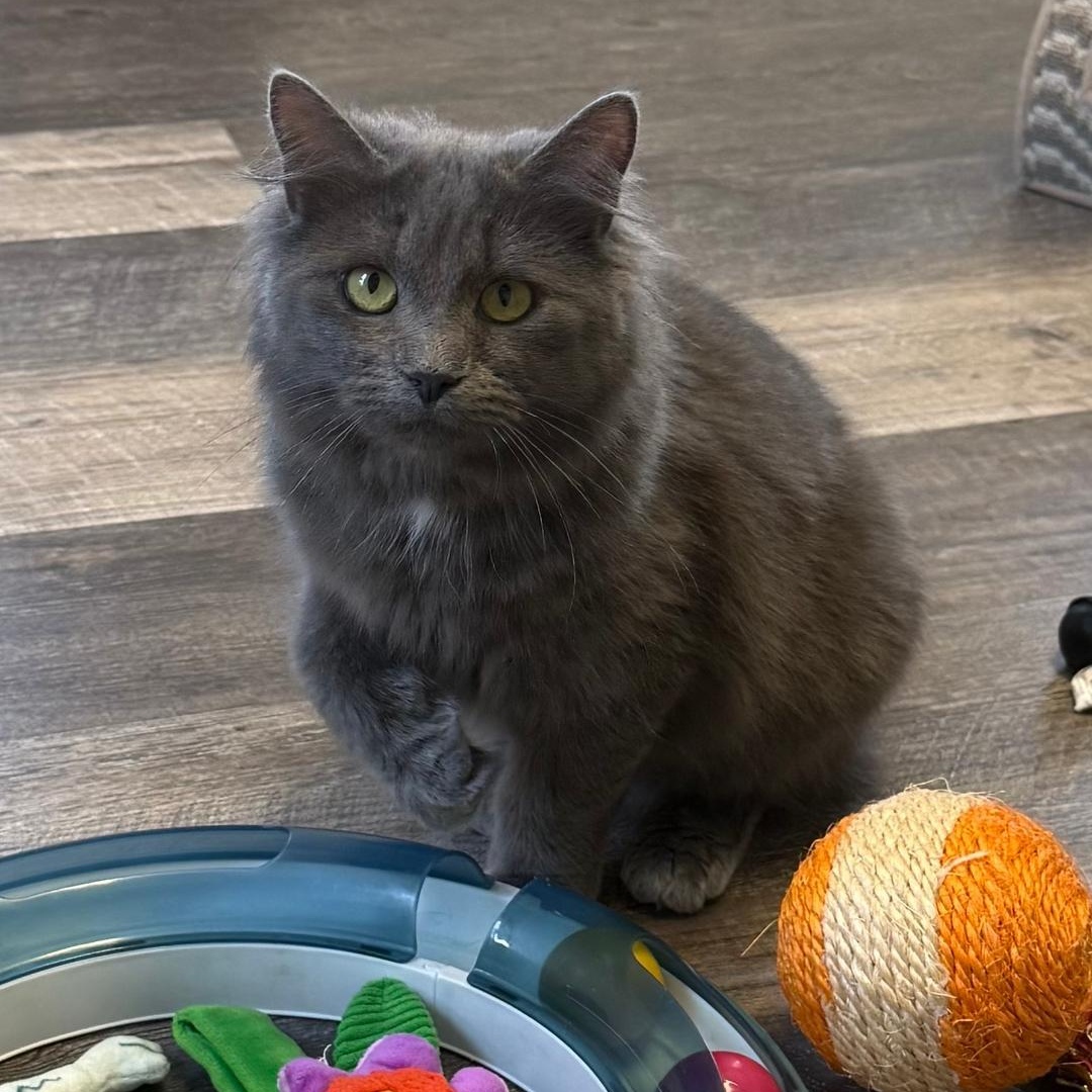 Laurel , a ADOPTABLE Domestic Long Hair in Greensburg, PA image 5/6