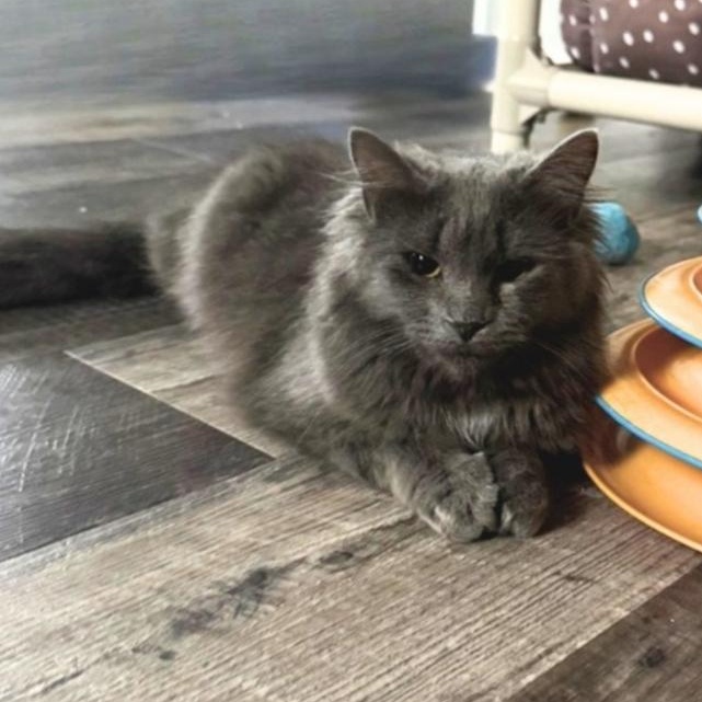 Laurel , a ADOPTABLE Domestic Long Hair in Greensburg, PA image 6/6