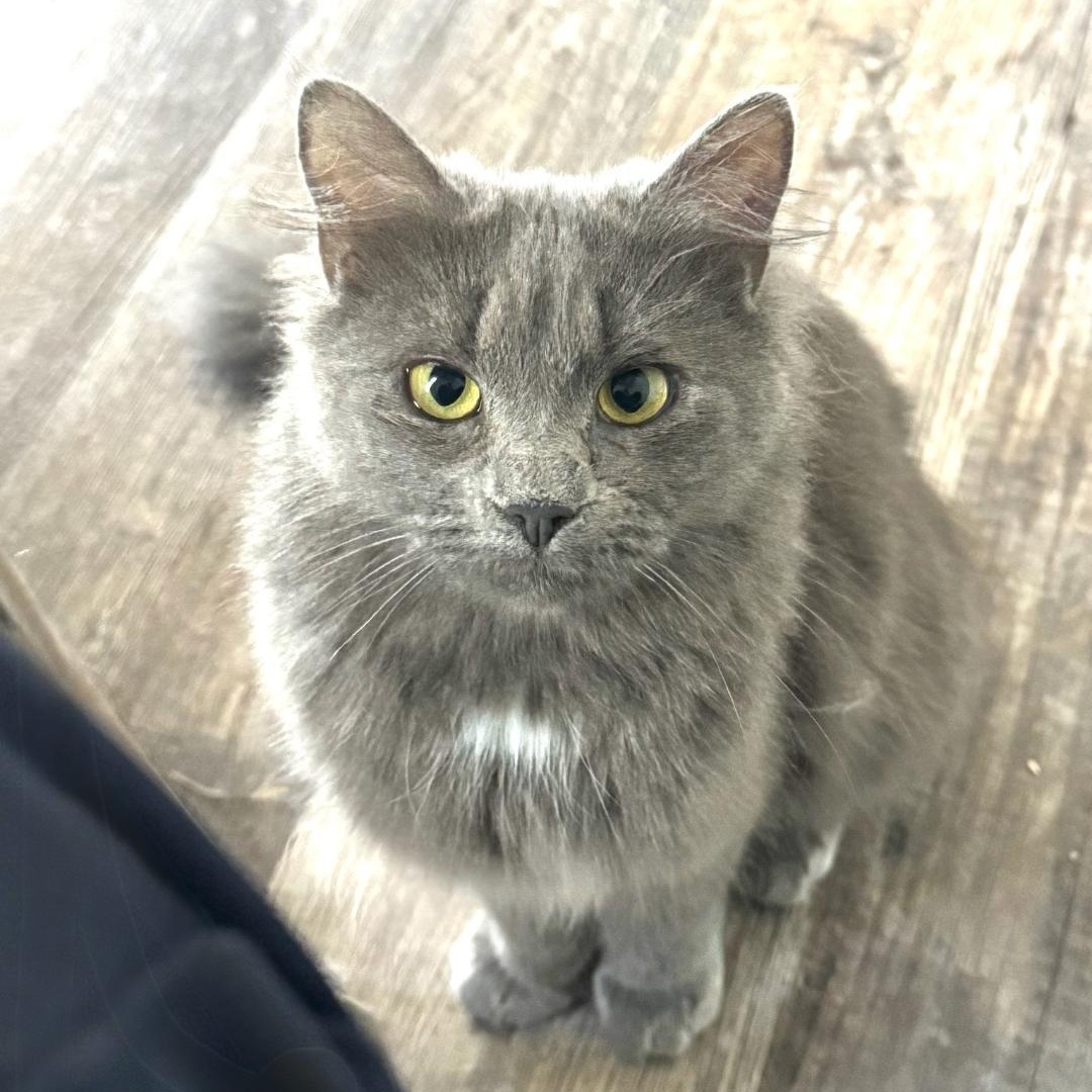 Laurel , a ADOPTABLE Domestic Long Hair in Greensburg, PA image 4/6