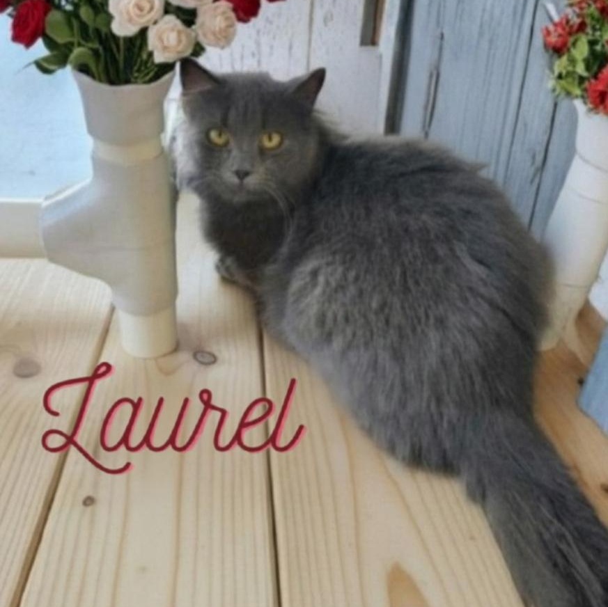 Laurel , a ADOPTABLE Domestic Long Hair in Greensburg, PA image 1/6