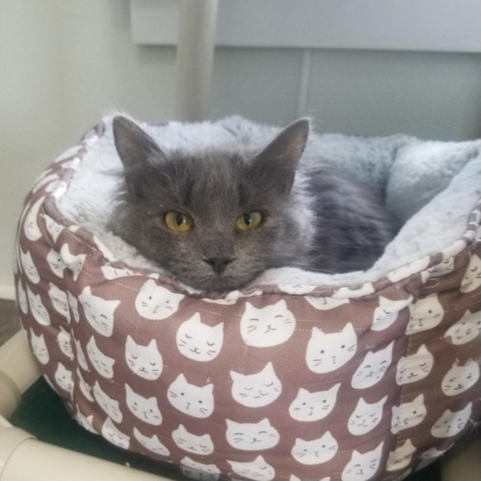 Laurel , a ADOPTABLE Domestic Long Hair in Greensburg, PA image 2/6