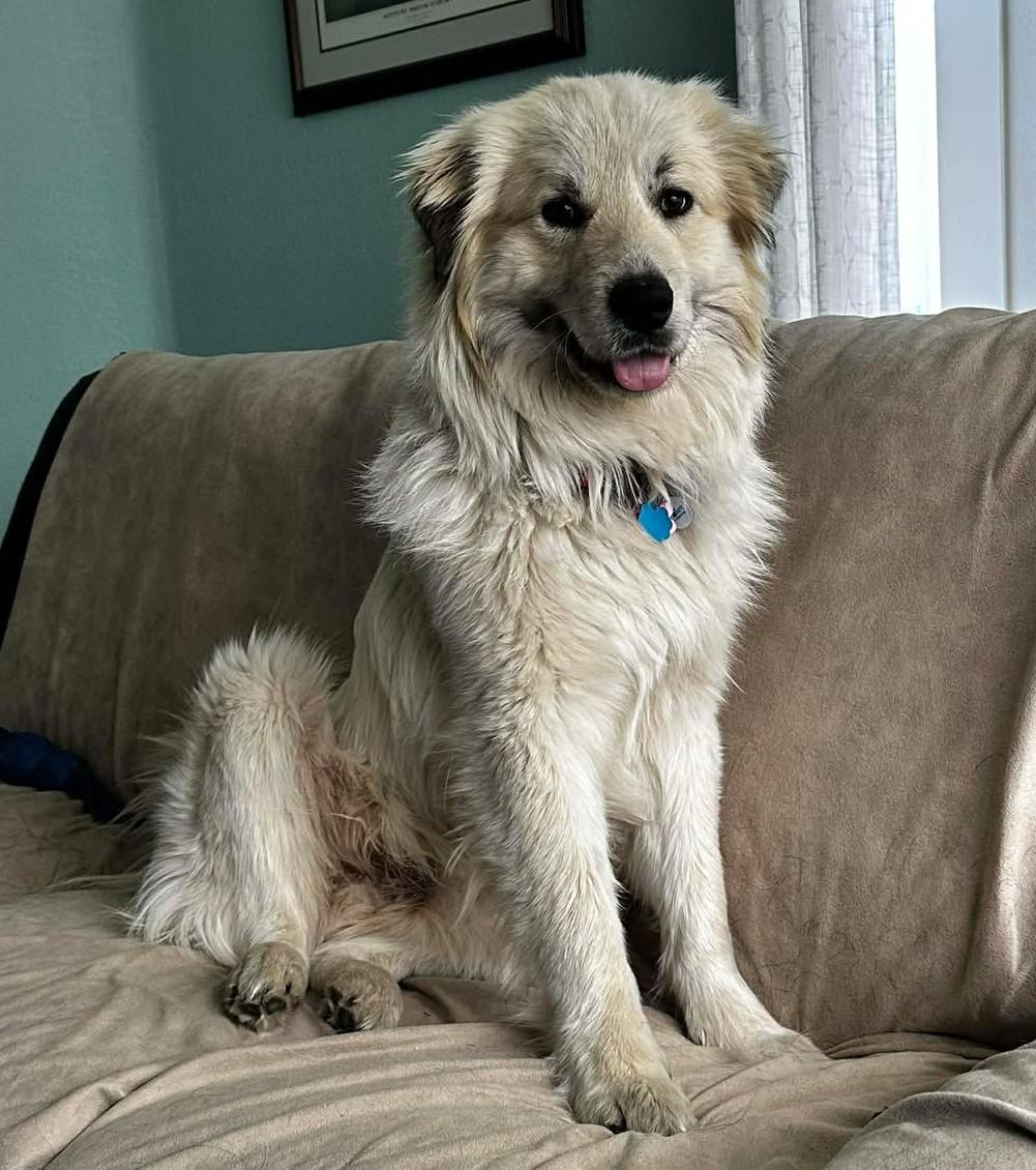 Enlarge Santos , a ADOPTABLE mixed breed in Kiowa, OK image 3/6