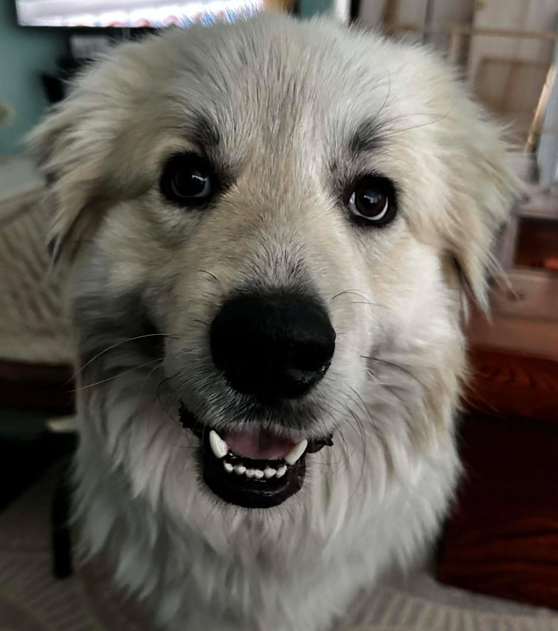 Enlarge Santos , a ADOPTABLE mixed breed in Kiowa, OK image 1/6