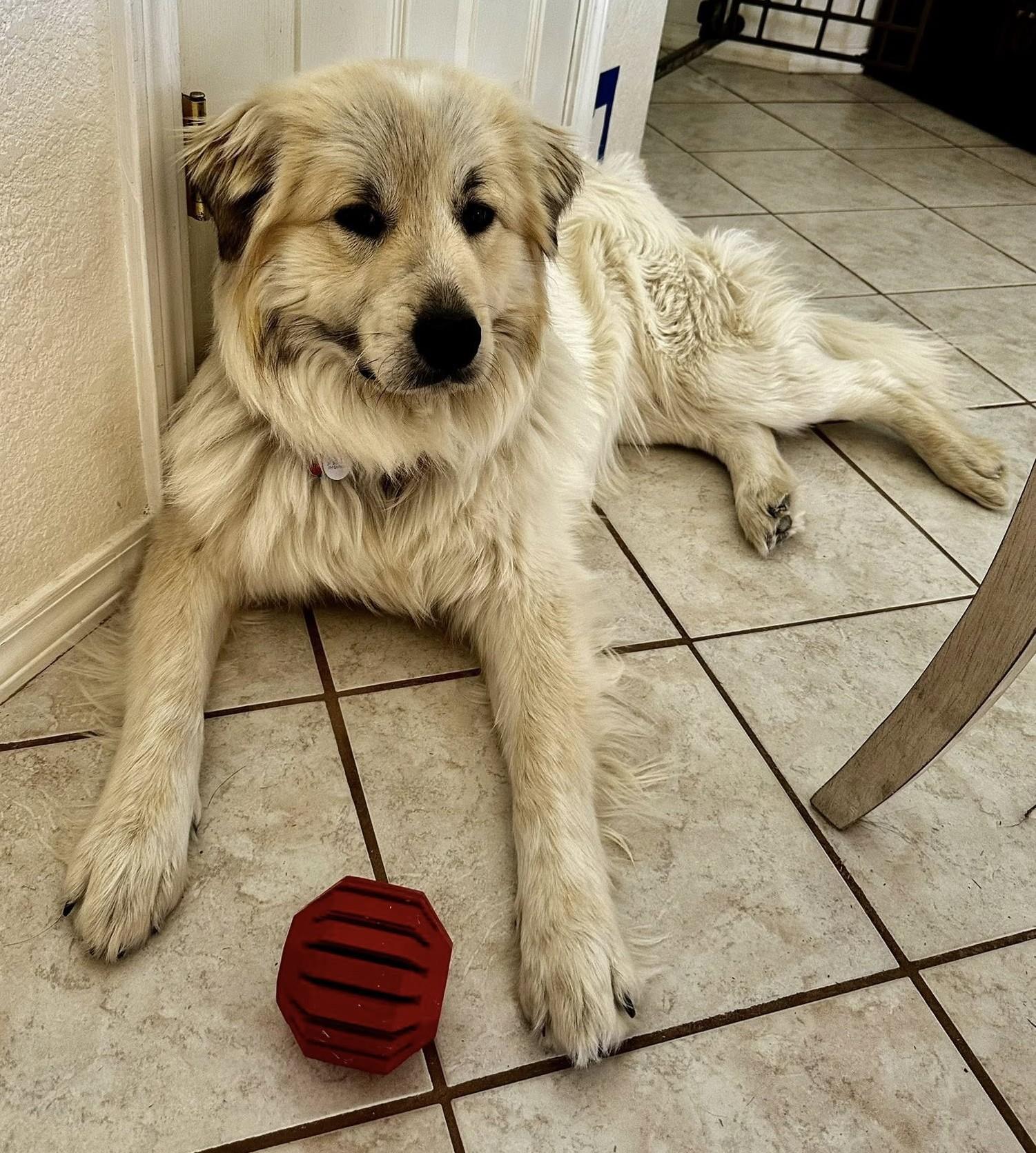 Enlarge Santos , a ADOPTABLE mixed breed in Kiowa, OK image 2/6