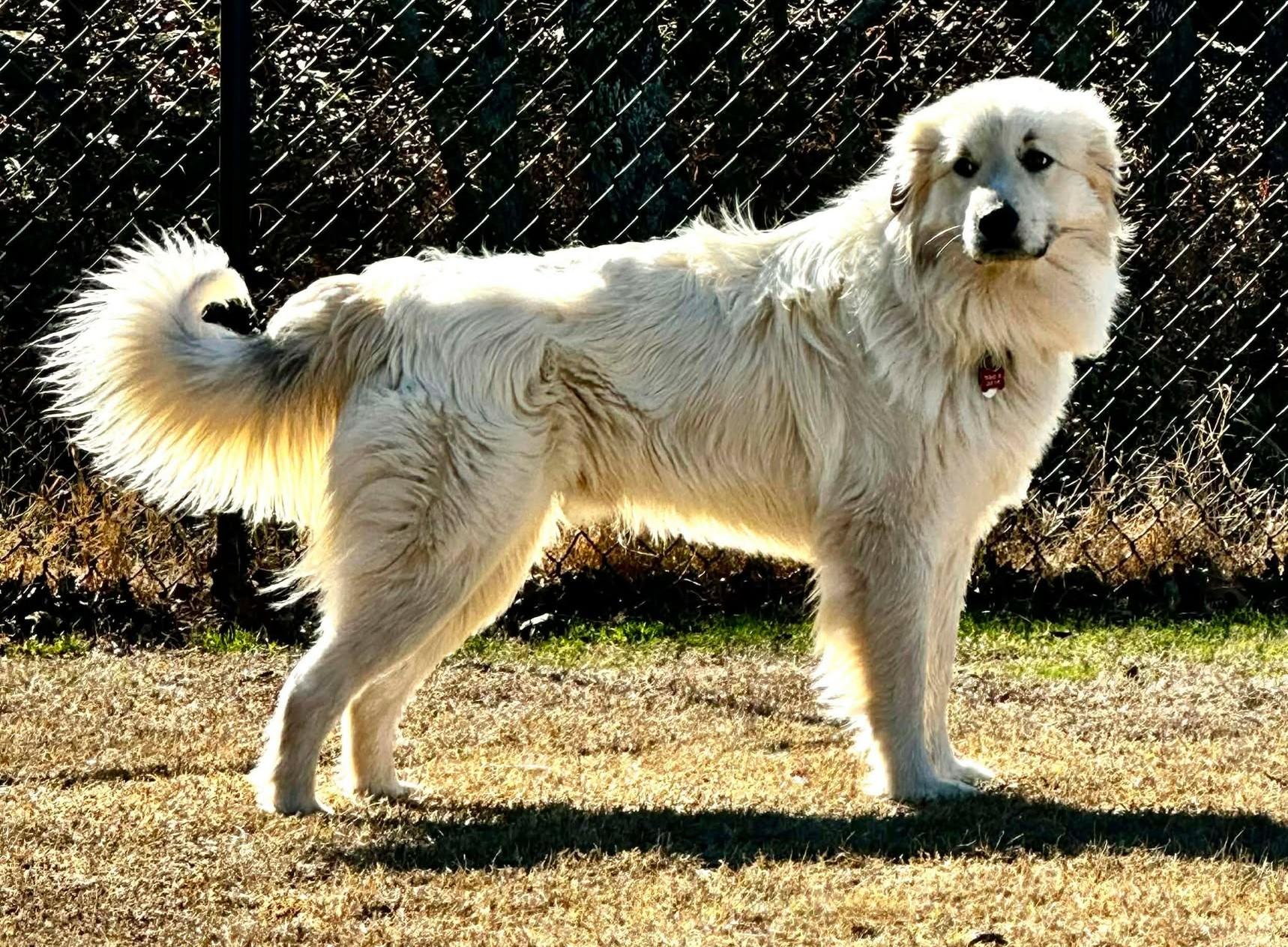 Enlarge Santos , a ADOPTABLE mixed breed in Kiowa, OK image 4/6
