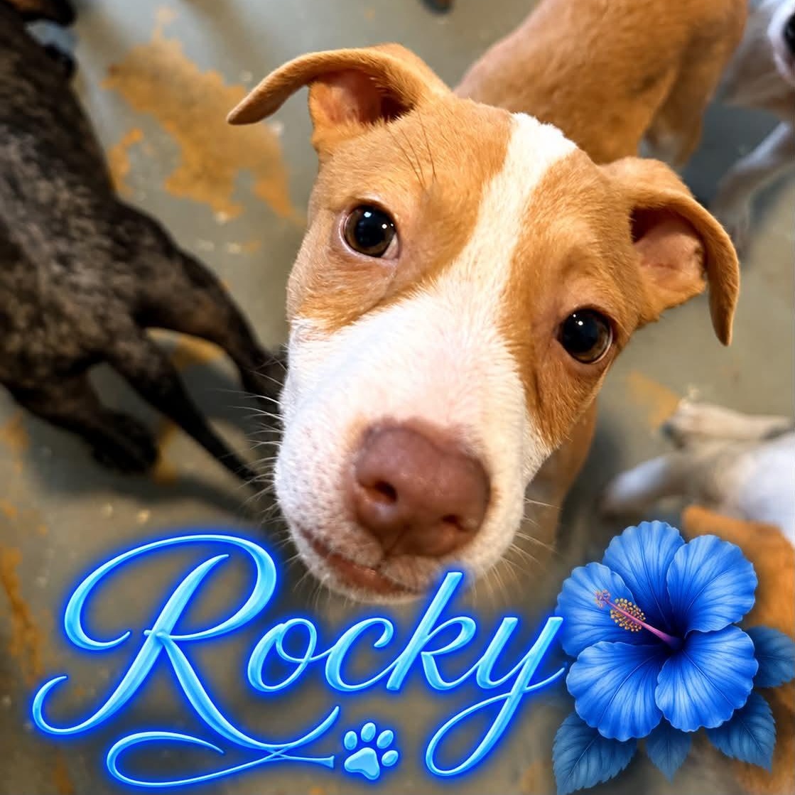Rocky, Adoptable, Puppy Male Hound.
